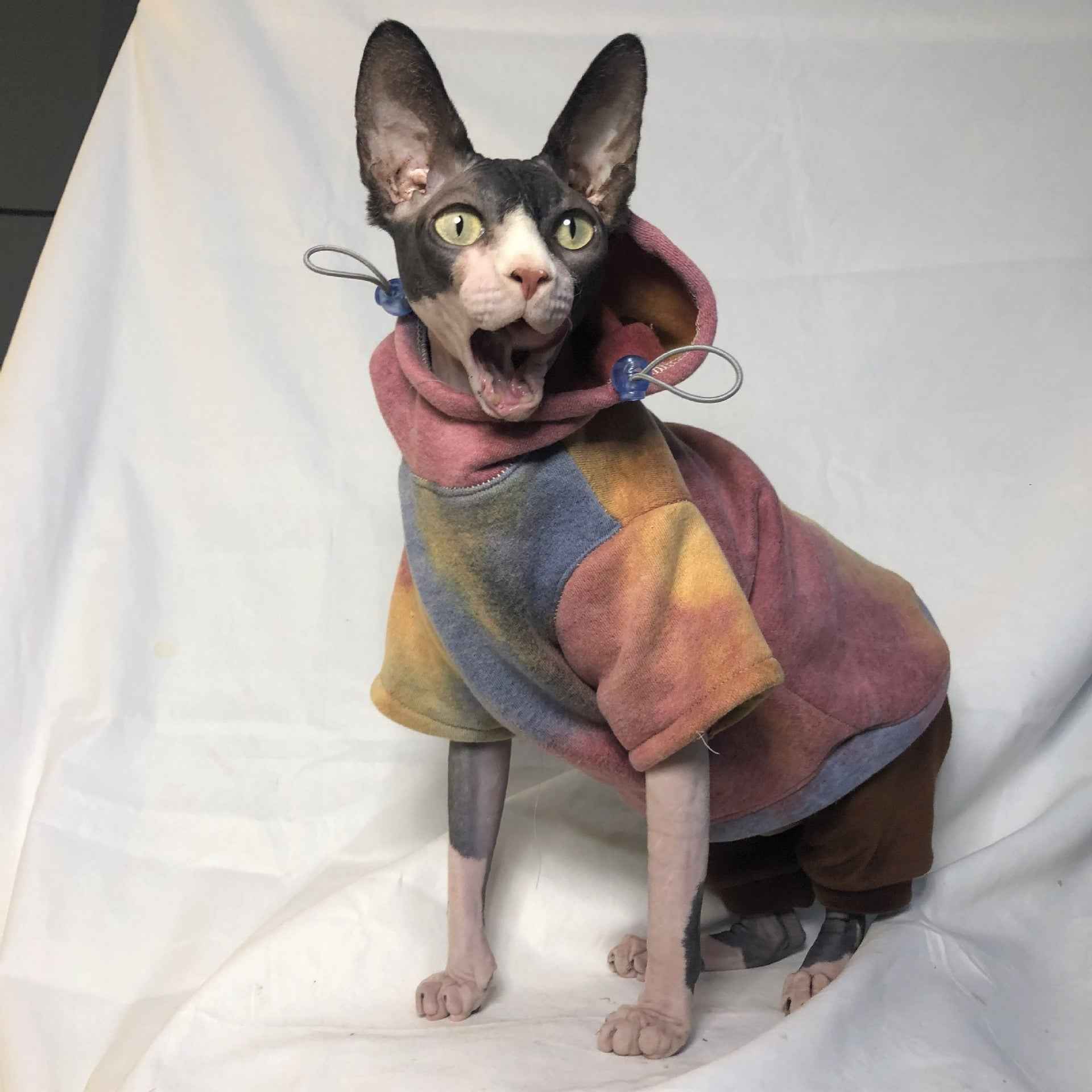 The perfect hoodie for stylish pets - dreamsforpet
